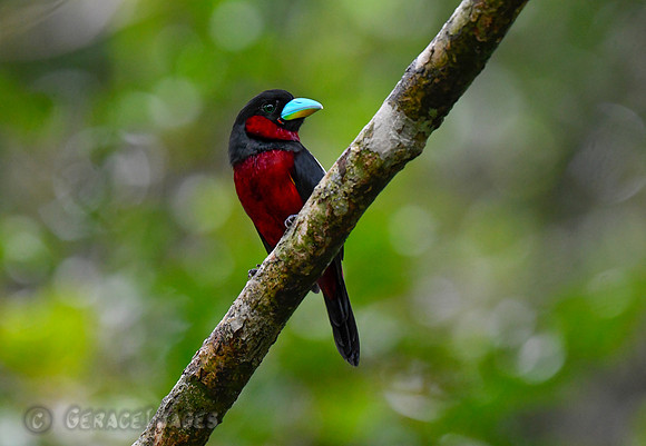 Black & Red Broadbill