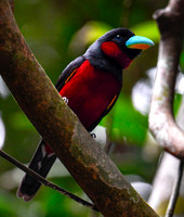 Red & Black Broadbill