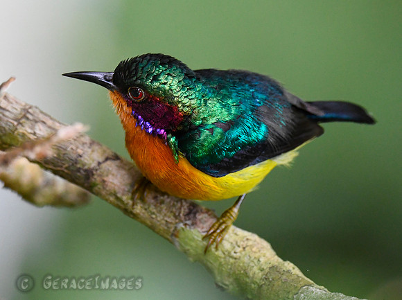 Ruby-cheeked Sunbird
