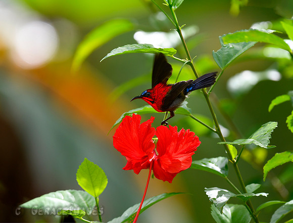 Crimson Sunbird
