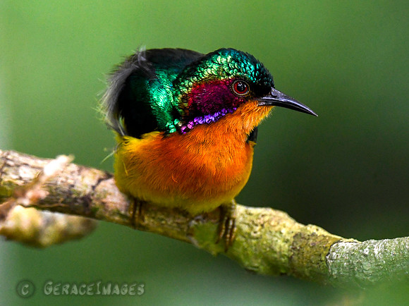Red-cheeked Sunbird