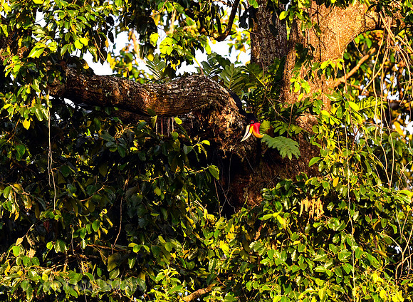 Rhinoceros Hornbill
