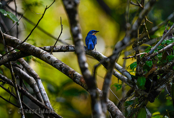 Malaysian Blue Flycatcher