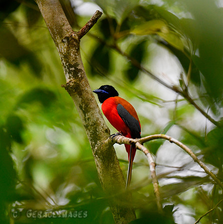 Scarlet-rumped Trogon