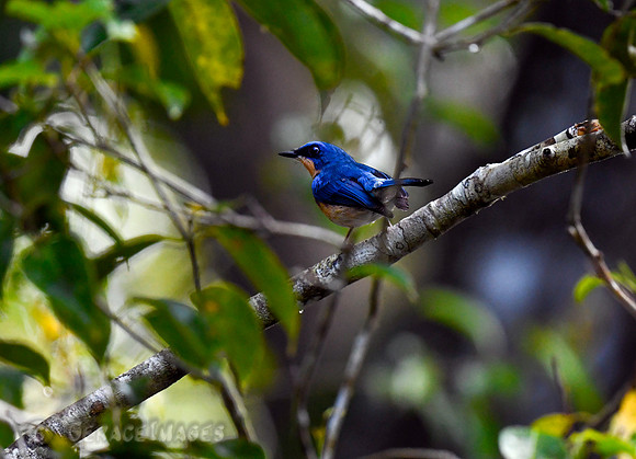 Malaysian Blue Flycatcher