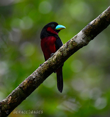 Black & Red Broadbill