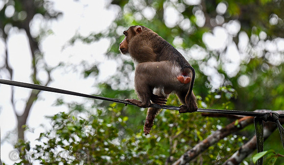Pig-tail Macaques