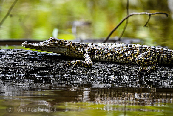Young Crocodile