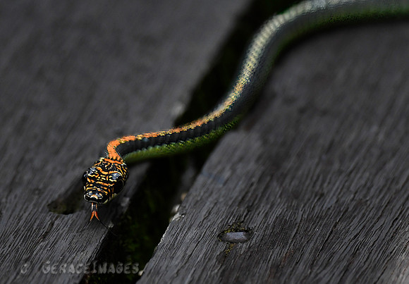 Paradise Tree Snake
