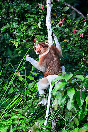 Proboscis Monkey