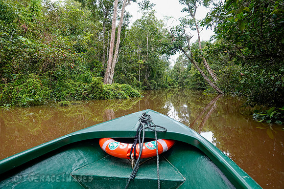 Along the Kinabatungan River