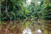 Tranquility on the Kinabatungan River
