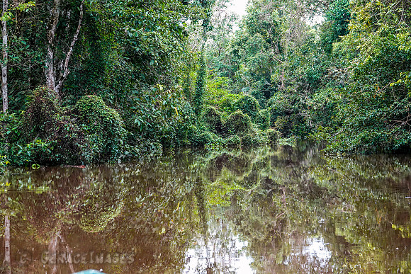 Tranquility on the Kinabatungan River