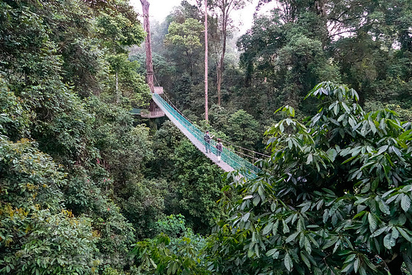 Canopy walk at the Borneo Rainforest Lodge