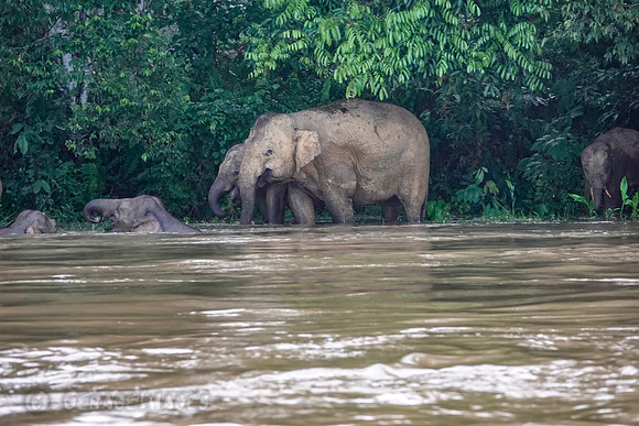 Pygmy Elephants along the Kinabatungan River