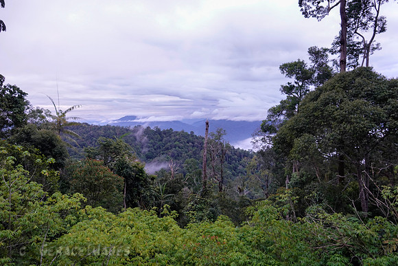 Early morning at Bukit Tinggi.