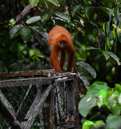 Red Leaf Monkey