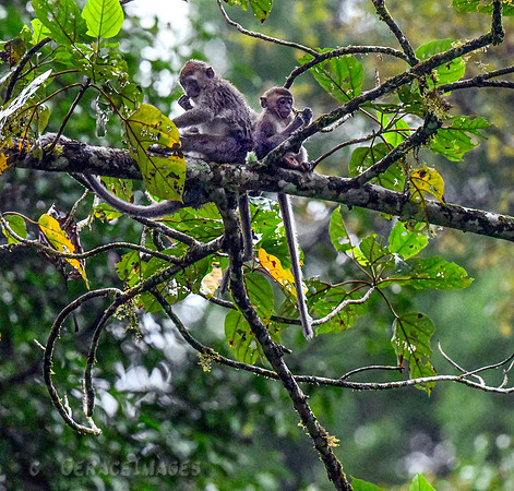 Long-tailed Macaques