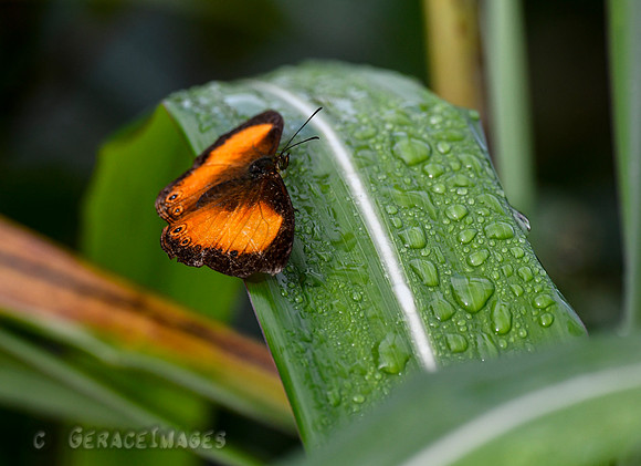 Mydosama pitana Butterfly