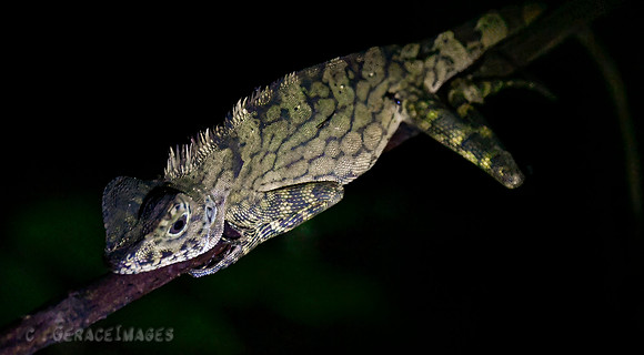 Angle Head Lizard