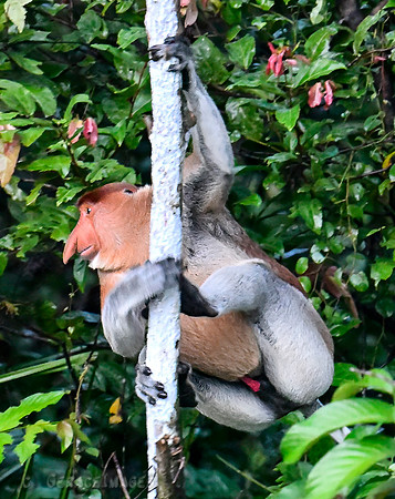 Proboscis Monkey