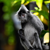 Silver Leaf Monkey
