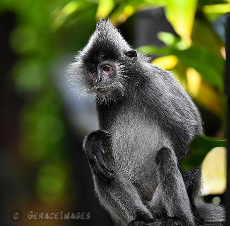 Silver Leaf Monkey