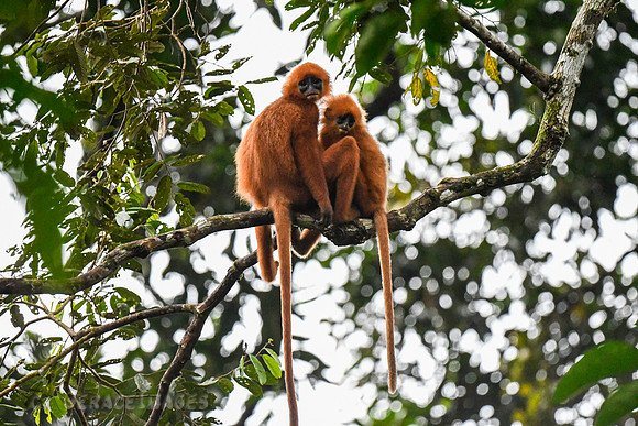 Red Leaf Monkey