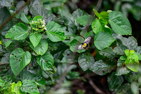 Birdwing Butterfly seen from above on the canopy walk.