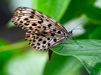 Common Tree Nymph Butterfly