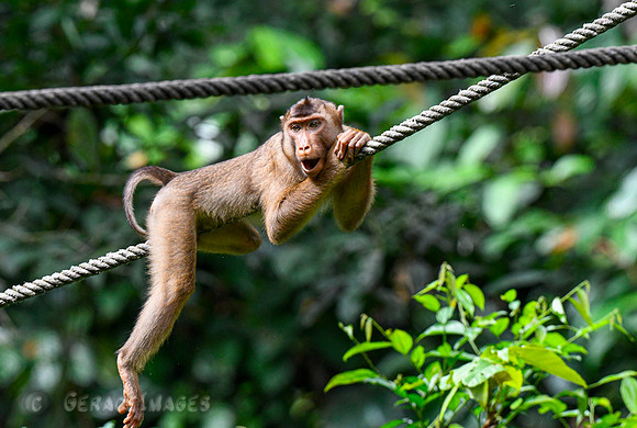 Pig-tail Macaque
