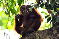 Orangutans in the Wild