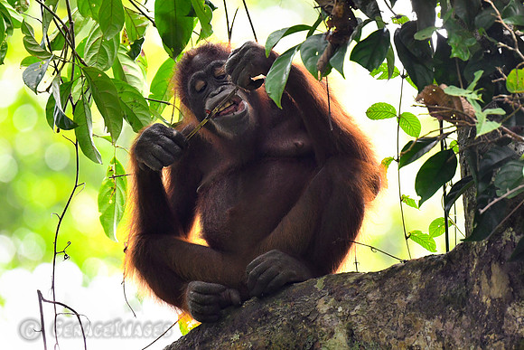 Orangutans in the Wild