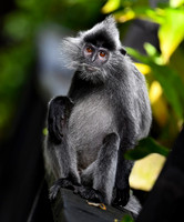 Silver Leaf Monkey