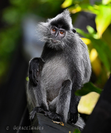 Silver Leaf Monkey