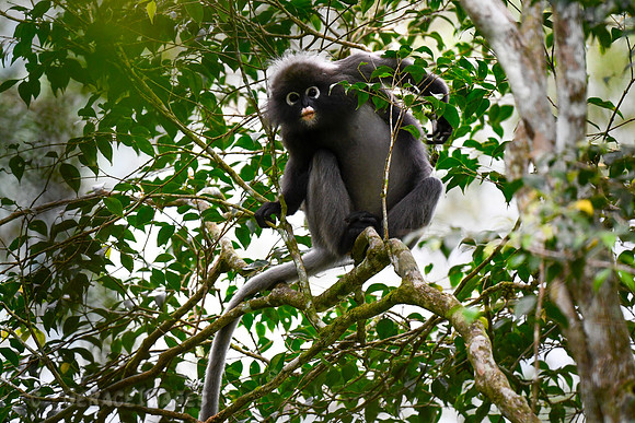 Dusky Leaf Monkey