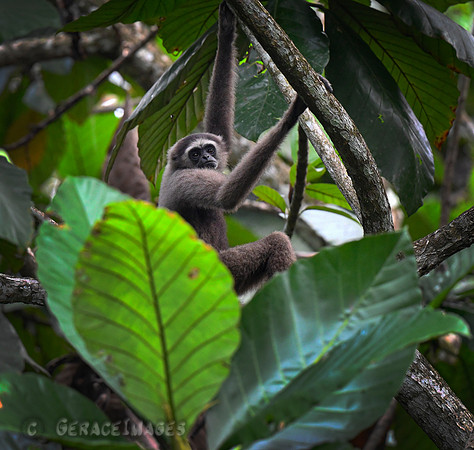 Gibbon