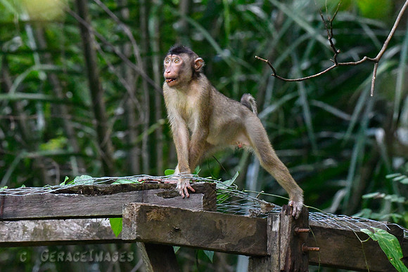 Pig-tailed Macaque