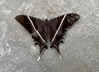 Tropical Swallowtail Moth