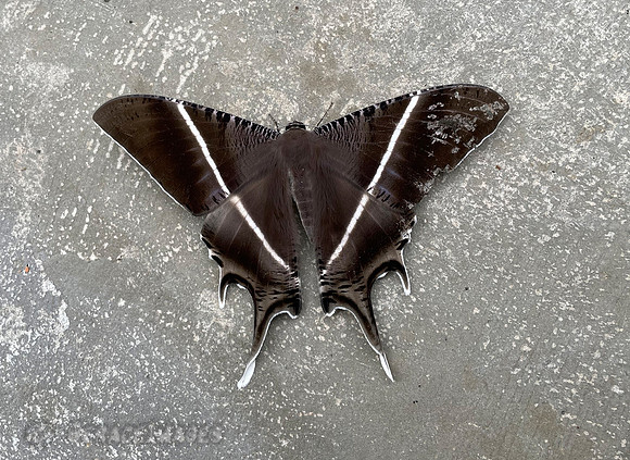 Tropical Swallowtail Moth