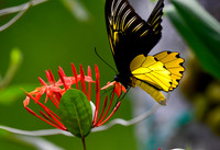 Birdwing Butterfly