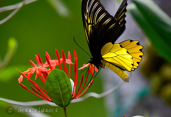 Birdwing Butterfly