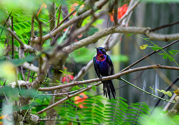 Copper-throated Sunbird