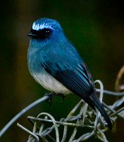 Indigo Flycatcher