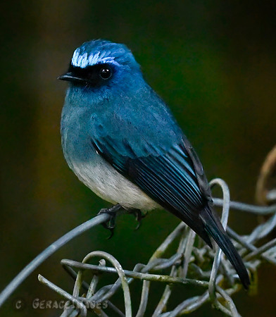 Indigo Flycatcher