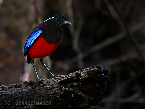 Black-crowned Pitta. *Endemic