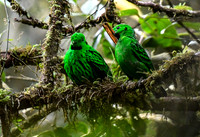 Male & Female Whitehead's Broadbills.* Endemic