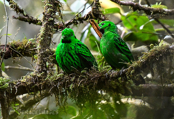 Male & Female Whitehead's Broadbills.* Endemic
