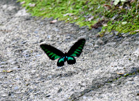 Rajah Brooke's Birdwing Butterfly