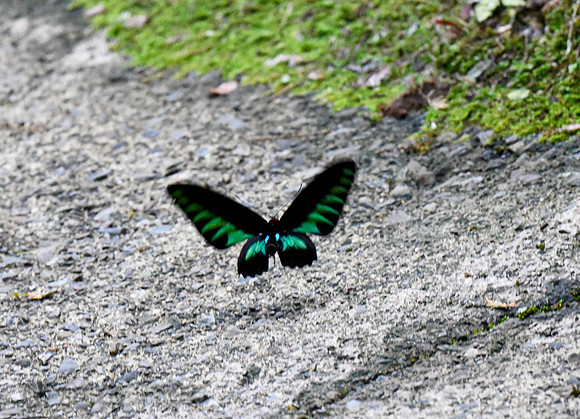 Rajah Brooke's Birdwing Butterfly